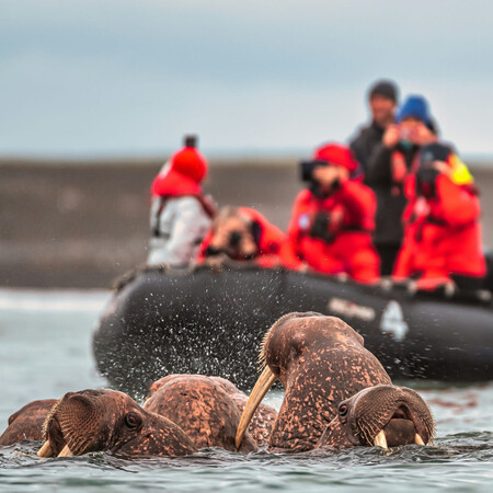 VIP Cruise to Wrangel Island
